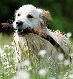 CESTEM FLAVOUR middelgrote en kleine honden